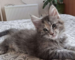 Кошки в Геленджике: Продаётся котёнок мейн-кун, девочка, серебристый окрас fs 24, из питомника EdenLight (Геленджик) Девочка, Бесплатно - фото 1