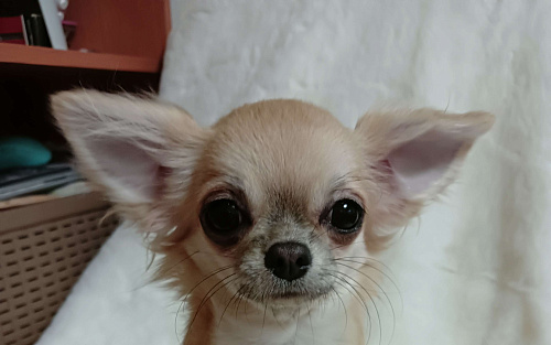 Щенок Чихуахуа