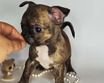 Собаки в Хотьково: Мальчики чихуахуа бейби фейс  Мальчик, 25 000 руб. - фото 6