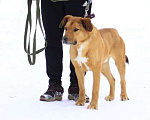 Собаки в Балашихе: Яркий рыжий пёс Абрикос 3,5 года из приюта Мальчик, Бесплатно - фото 4
