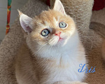 Кошки в Санкт-Петербурге: Золотой котик  Мальчик, 45 000 руб. - фото 1