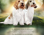 Собаки в Москве: Малый вандейский бассет гриффон щенки Девочка, Бесплатно - фото 9