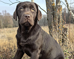 Собаки в других городах Московской области: Шоколадная озорница Девочка, 70 000 руб. - фото 3