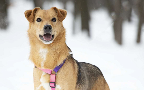Небольшая ласковая Лаванда в добрые руки