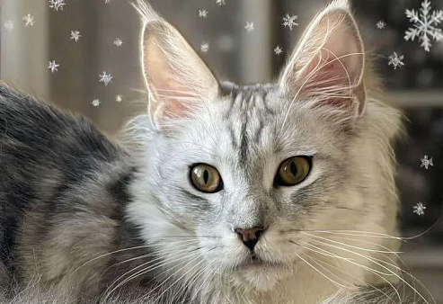 КОТЯТА-МЕЙНКУНЯТА
