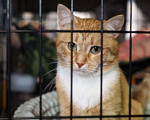 Кошки в Москве: Кошечка Люси в добрые руки  Девочка, Бесплатно - фото 3