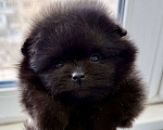 Собаки в Москве: Померанский шпиц черный Девочка, 110 000 руб. - фото 1