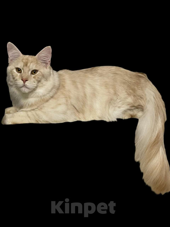 Кошки в Москве: МЕЙН-КУН Мальчик, 50 000 руб. - фото 3