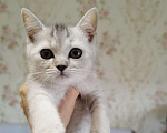 Кошки в Москве: Шотландские котята Девочка, 6 000 руб. - фото 1