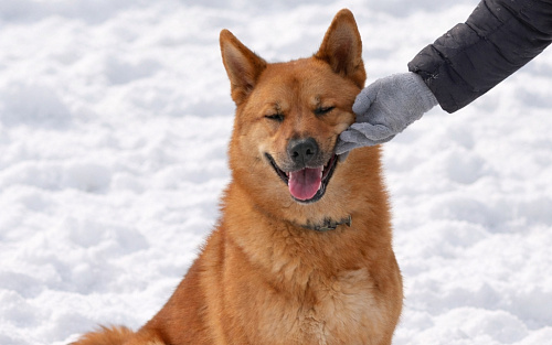 Брутальный красавец Рич ищет хозяев!