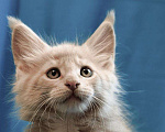 Кошки в Москве:  Елисей - кремовый тикированный мальчик  Мальчик, 90 000 руб. - фото 2