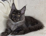 Кошки в Дмитрове: Черная дымчатая девочка мейн кун Vlasta Девочка, 40 000 руб. - фото 1