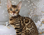 Кошки в Москве: Бенгальский котёнок  Мальчик, Бесплатно - фото 4