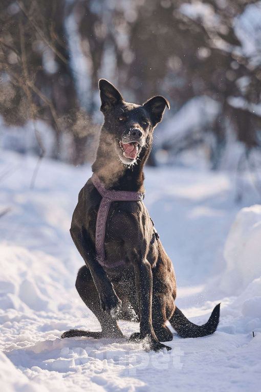 Собаки в Москве: Озорная Тата мечтает обрести любящих родителей Девочка, Бесплатно - фото 1