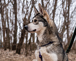 Собаки в Москве: Бывшедомашний мини хаски с большим сердцем из приюта в добрые руки Мальчик, Бесплатно - фото 3