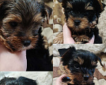 Собаки в Истре: Кукольные и беби фейс щенки йорка мальчики  Мальчик, 15 000 руб. - фото 1