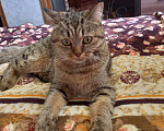 Кошки в Павловском Посаде: Кот Кеша Мальчик, Бесплатно - фото 4