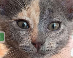 Кошки в других городах Московской области: Малышка Ника в добрые руки Девочка, Бесплатно - фото 4