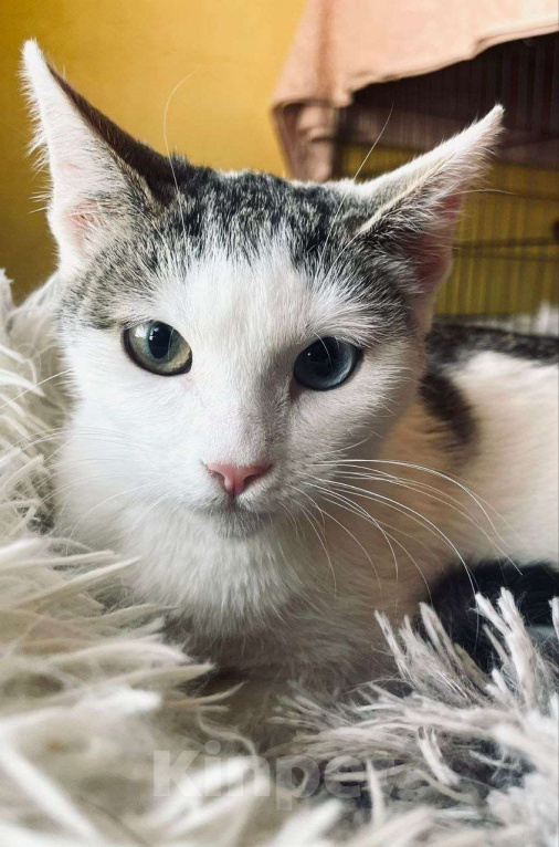 Кошки в Москве: Удивительный котенок ищет дом Девочка, Бесплатно - фото 3
