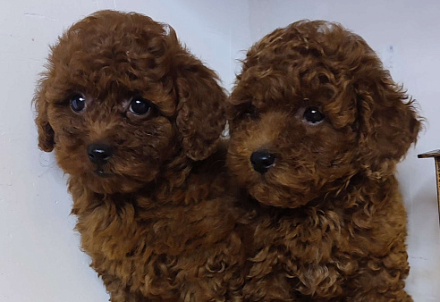 Щенки Той пуделя