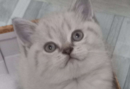 Шотландский мальчик колор поинт страйт 