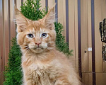 Кошки в Мытищах: Котята Мейн-кун Мальчики Мальчик, 40 000 руб. - фото 3