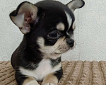 Собаки в Краснодаре: Чихуахуа Мальчик, 35 000 руб. - фото 1