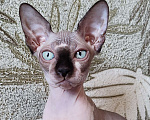 Кошки в Лобне: Котята канадского сфинкса  Девочка, Бесплатно - фото 7