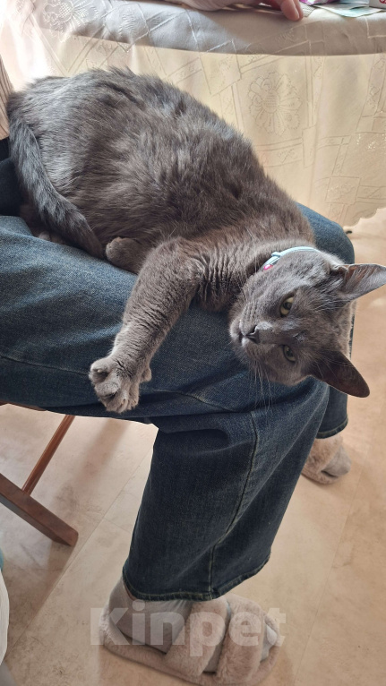 Кошки в Москве: Пирожковый кот Мальчик, Бесплатно - фото 2