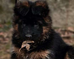 Собаки в Москве: Элитные щенки немецкой овчарки длиношерстные Девочка, 40 000 руб. - фото 1
