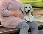 Собаки в других городах Московской области: Щенки Породы Золотистый ретривер  Мальчик, Бесплатно - фото 4