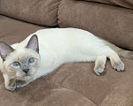 Кошки в Москве: Тайский котик, окрас блю-пойнт Мальчик, Бесплатно - фото 3