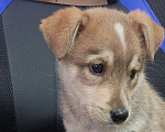 Собаки в Щербинке: Ласковый щенок Дружок в добрые руки Мальчик, Бесплатно - фото 2