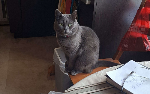 Пирожковый кот