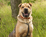 Собаки в Ногинске: Шарпей - метис в приюте, в добрые руки Мальчик, Бесплатно - фото 1