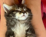 Кошки в Перми: Чудесные чистокровные сибирские котята Мальчик, 45 000 руб. - фото 6