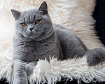 Кошки в Москве: Голубой британский кот. Крупный. Мальчик, 60 000 руб. - фото 5