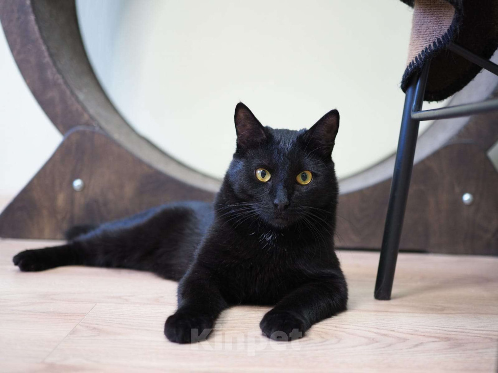 Кошки в Люберцах: У Криса нет одной лапы, кот в добрые руки Мальчик, Бесплатно - фото 1