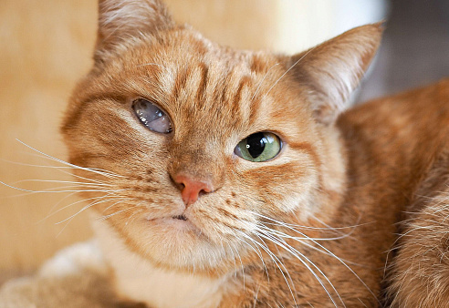 Кошка Рыжуля в добрые руки 