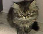 Кошки в Москве: Персидский котенок Девочка, 28 000 руб. - фото 6