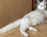 Кошки в Москве: Пушистый ангел для вашего настроения Мальчик, 60 000 руб. - фото 5