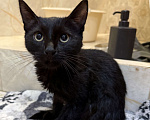 Кошки в Москве: Отдам черного котенка в добрые руки Мальчик, Бесплатно - фото 2