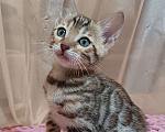 Кошки в других городах Свердловской области: Бенгальский котёнок Мальчик, Бесплатно - фото 1
