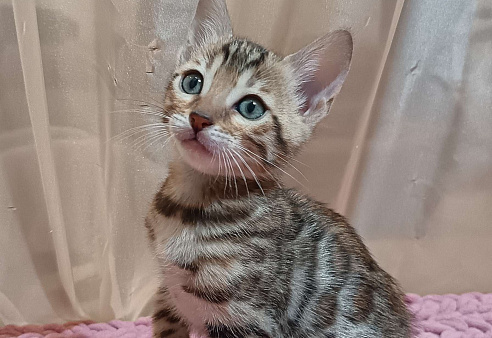 Бенгальский котёнок