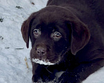 Собаки в Москве: Щенки лабрадора  Мальчик, 80 000 руб. - фото 3