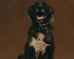 Собаки в Москве: Марли 5 лет, пес с золотым характером ищет дом Мальчик, Бесплатно - фото 1
