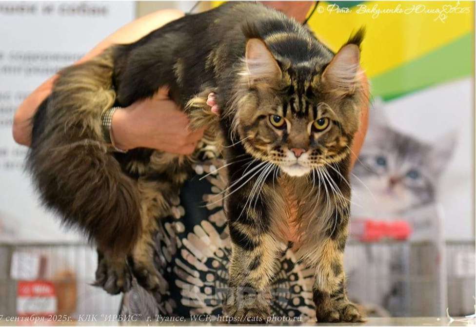 Кошки в Краснодаре: Нафаня Мальчик, 50 000 руб. - фото 3