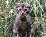 Кошки в Санкт-Петербурге: Котенок Шотландский вислоухий Мальчик, Бесплатно - фото 3