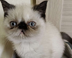 Кошки в Нижнем Новгороде: Котята породы Экзотическая короткошёрстная Мальчик, 12 000 руб. - фото 3