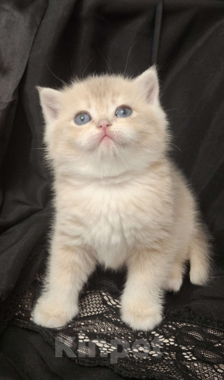 Кошки в Москве: Шотландский прямоухий мальчик голубая золотая шиншилла Мальчик, 30 000 руб. - фото 1